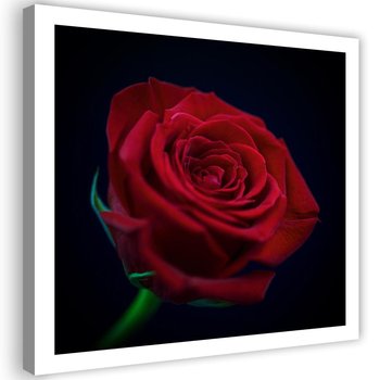 Obraz na płótnie FEEBY, Czerwona Róża Kwiat 50x50 - Caro