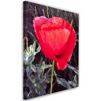 Obraz na płótnie FEEBY, Czerwony Kwiat Maku Natura 40x60 - Caro