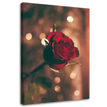 Obraz na płótnie FEEBY, Czerwony kwiat róży 80x120 - Feeby