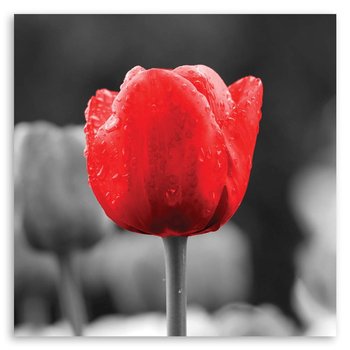 Obraz na płótnie FEEBY, Czerwony Tulipan Kwiaty 30x30 - Feeby