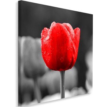 Obraz na płótnie FEEBY, Czerwony Tulipan Kwiaty 80x80 - Caro