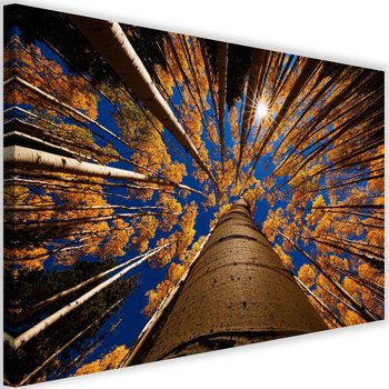 Obraz na płótnie FEEBY, Drzewa Las Krajobraz obraz 120x80 - Caro