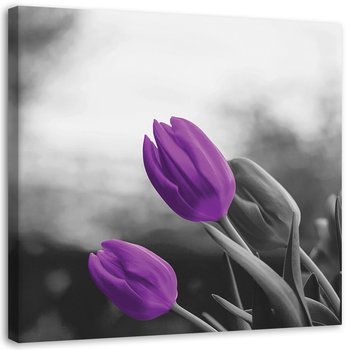 Obraz na płótnie FEEBY, Dwa fioletowe tulipany 30x30 - Feeby