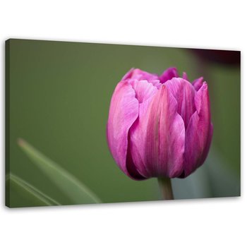 Obraz na płótnie FEEBY, Fioletowy kwiat tulipana 90x60 - Feeby