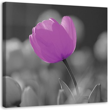 Obraz na płótnie FEEBY, Fioletowy tulipan 30x30 - Feeby