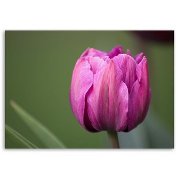 Obraz na płótnie FEEBY, Fioletowy Tulipan Kwiat 100x70 - Feeby