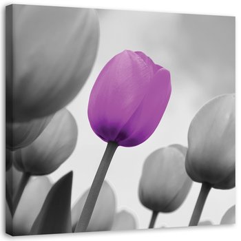 Obraz na płótnie FEEBY, Fioletowy tulipan w szarości 40x40 - Feeby