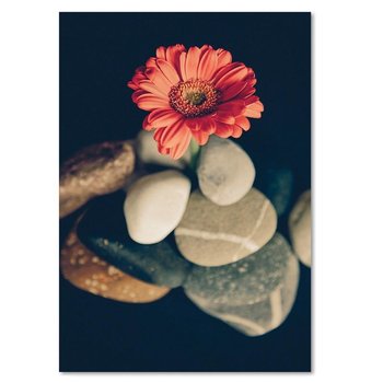 Obraz na płótnie FEEBY, Gerbera Kwiat Kamienie 60x80 - Caro