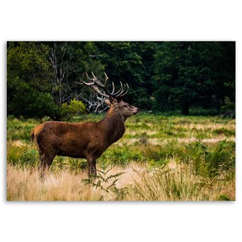 Obraz na płótnie FEEBY, Jeleń Rykowisko Las Natura 100x70 - Feeby