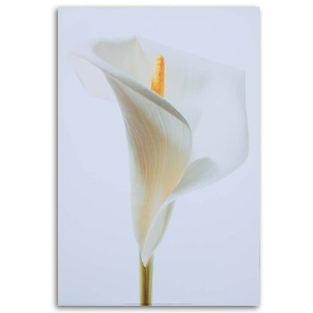 Obraz na płótnie FEEBY, Kalia Kwiat Biały Rośliny 60x90 - Feeby