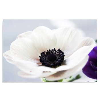 Obraz na płótnie FEEBY, Kwiat Biały Natura 50x40 - Caro