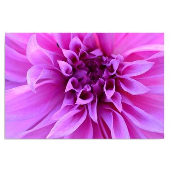 Obraz na płótnie FEEBY, Kwiat Różowy Rośliny 80x60 - Caro