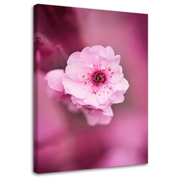 Obraz na płótnie FEEBY, Kwiat wiśni na różowym tle 80x120 - Feeby