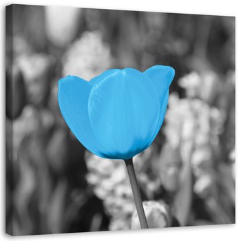Obraz na płótnie FEEBY, Niebieski tulipan 30x30 - Feeby
