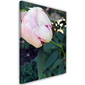 Obraz na płótnie FEEBY, Piwonia Kwiat różowy 60x90 - Caro