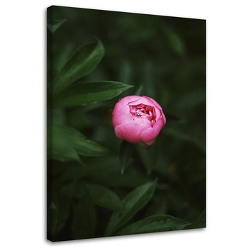 Obraz na płótnie FEEBY, Różowy Kwiat Pąk Natura 40x60 - Feeby