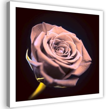 Obraz na płótnie FEEBY, różowy Kwiat Róży Natura 50x50 - Caro