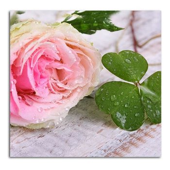 Obraz na płótnie FEEBY, Różowy Kwiat róży natura 50x50 - Caro
