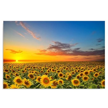 Obraz na płótnie FEEBY, Słoneczniki Zachód Słońca 50x40 - Caro