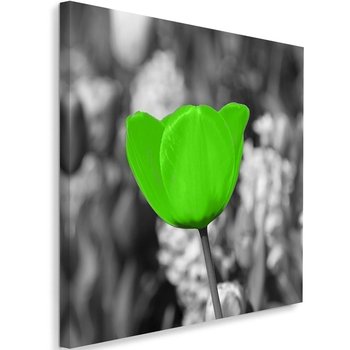 Obraz na płótnie FEEBY, Tulipan kwiat 80x80 - Caro