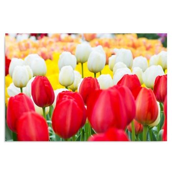 Obraz na płótnie FEEBY, Tulipany Kwiaty 50x40 - Caro