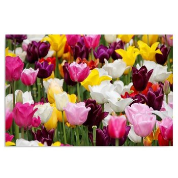 Obraz na płótnie FEEBY, Tulipany Łąka Kwiaty 50x40 - Caro