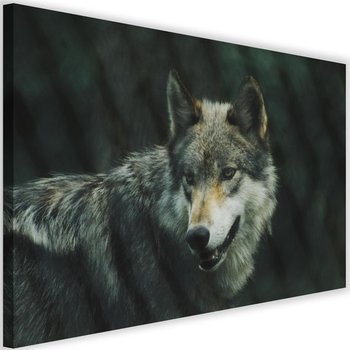 Obraz na płótnie FEEBY, Wilk Zwierzęta Natura 90x60 - Caro