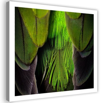 Obraz na płótnie FEEBY, Zielone Pióra Ptaka 30x30 - Feeby