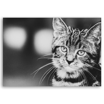 Obraz na płótnie Feline Expression 60x90 - Legendarte