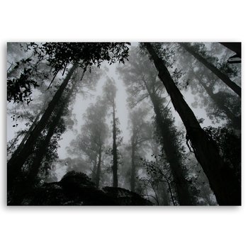 Obraz na płótnie Fog In The Treetops 60x90 - Legendarte