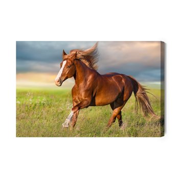 Obraz Na Płótnie Galopujący Koń Na Polanie 40x30 - Inny producent