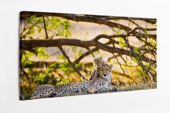 Obraz na płótnie HOMEPRINT, gepard, mama z młodymi, Kenya, Tanzania, Afryka, Park Narodowy Serengeti 120x50 cm - HOMEPRINT