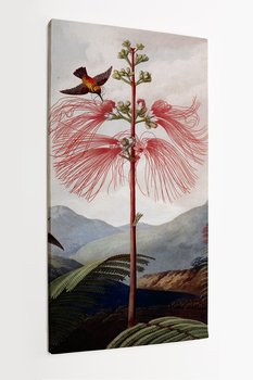 Obraz na płótnie HOMEPRINT, kwiat Calliandra Houstoniana 50x100 cm - HOMEPRINT