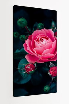 Obraz na płótnie HOMEPRINT, różowa róża z ciemnozielonymi liśćmi rosnąca w ogrodzie różanym 50x100 cm - HOMEPRINT