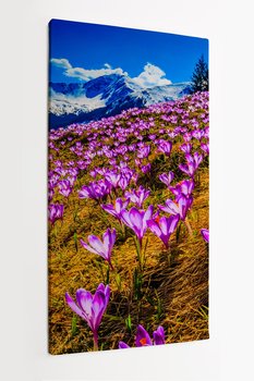 Obraz na płótnie HOMEPRINT, Tatry, krokusy w dolinie Chochołowskiej, wiosna, przebiśniegi 50x100 cm - HOMEPRINT