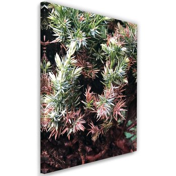 Obraz na płótnie, kolczasty krzew, 60x90 cm - Caro