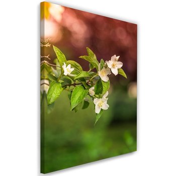 Obraz na płótnie, kwiaty jaśminu, 60x90 cm - Caro