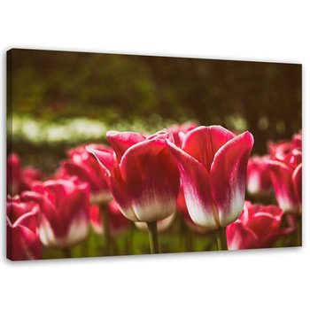 Obraz na płótnie, Kwitnące tulipany - 100x70 - Inny producent