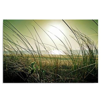 Obraz na płótnie, Nadmorskie trawy, 50x40 cm - Caro