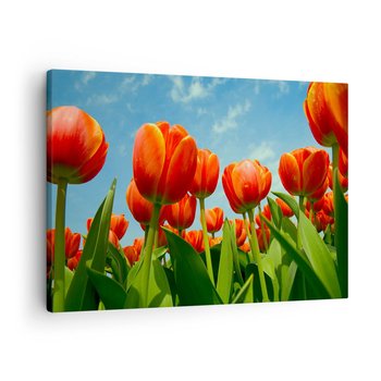 Obraz na płótnie - Oprócz błękitnego nieba nic im w życiu nie potrzeba - 70x50cm - Kwiaty Tulipany Natura - Nowoczesny Canvas obraz do salonu do sypialni ARTTOR - ARTTOR