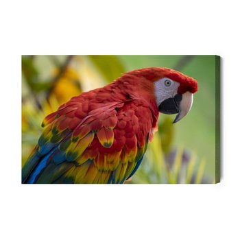 Obraz Na Płótnie Papuga Ara 120x80 - Inny producent