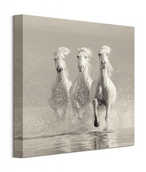 Obraz na płótnie PYRAMID POSTERS Three White Horses, 40x40 cm - Art Group