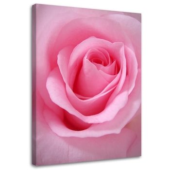 Obraz na płótnie, Różowe płatki róży kwiat - 40x60 - Inny producent