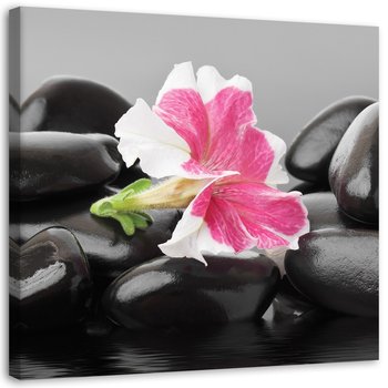Obraz na płótnie, Różowy kwiat na kamieniach - 60x60 - Inny producent