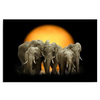 Obraz na płótnie, Słonie 1, 100x70 cm - Caro