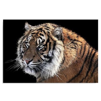 Obraz na płótnie, Tygrys 3, 50x40 cm - Caro