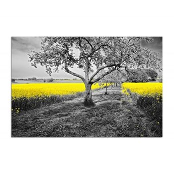 Obraz na płótnie, Żółty rzepak, 50x40 cm - Caro
