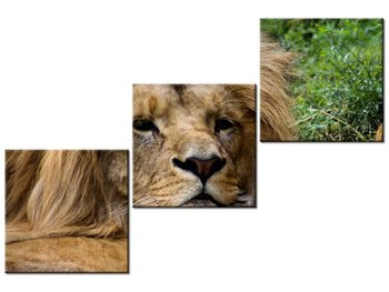 Obraz Odpoczynek lwów, 3 elementy, 120x80 cm - Oobrazy