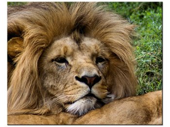 Obraz, Odpoczynek lwów, 50x40 cm - Oobrazy