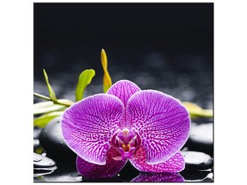 Obraz Orchidea, 40x40 cm - Oobrazy